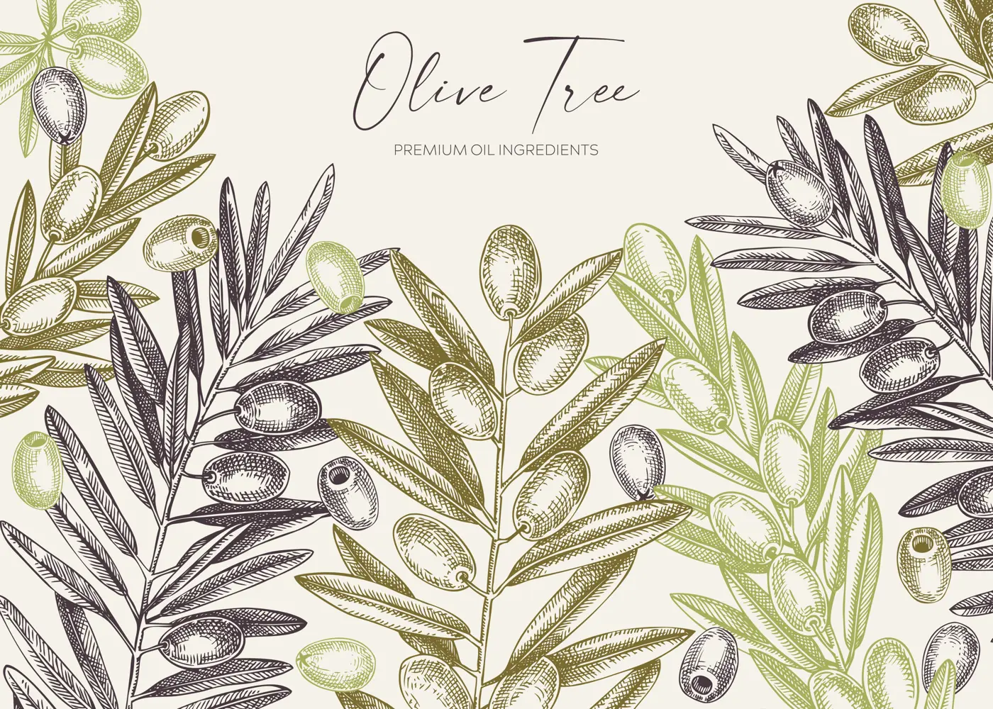Olive Tree Branch Banner Illustration